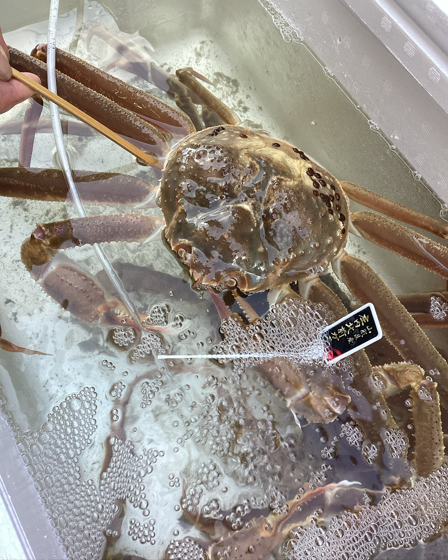 本日のおすすめ、
山形県産　庄内北前ガニ🦀入荷しました🦀
一尾¥9500〜
ご来店、お待ちしております。